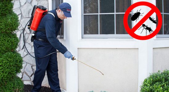 Yapraklı Böcek İlaçlama böcek ilaçlama ve haşere kontrolü — ilaclama-tr.com